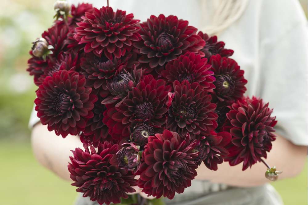 Dahlia 'Dark Destiny'